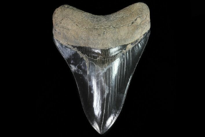 Serrated, Fossil Megalodon Tooth - Excellent Color #82689